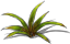 grass-plant-adult.png