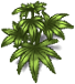 hemp-plant-adult.png