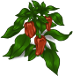 pepper-plant-adult.png