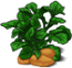 potato-plant-adult.png