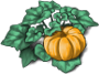 pumpkin-plant-adult.png