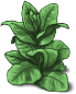 tobacco-plant-adult.png